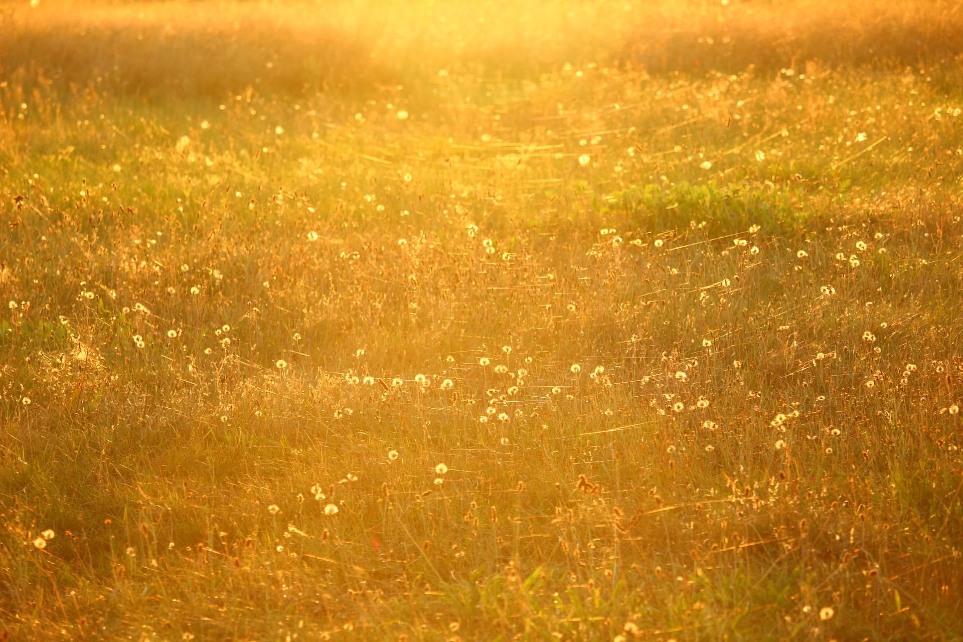 Altweibersommer