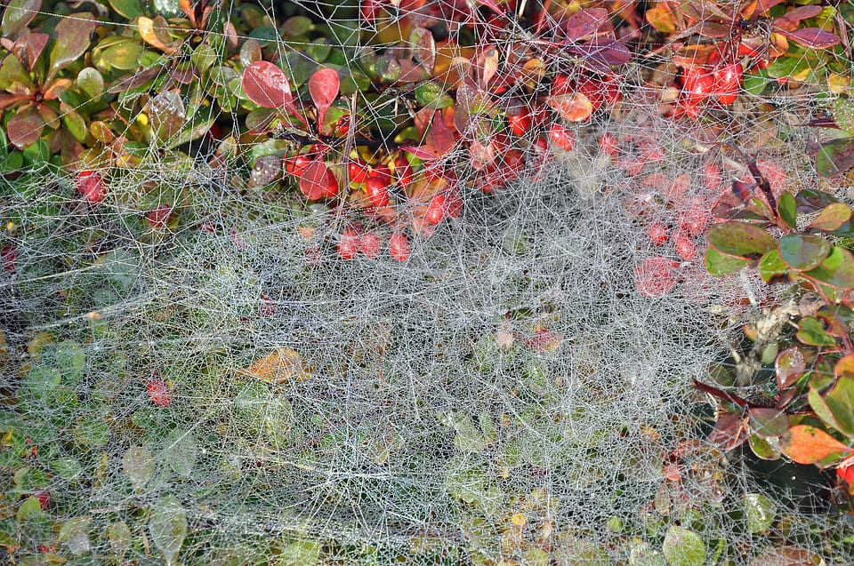 Altweibersommer_Detail